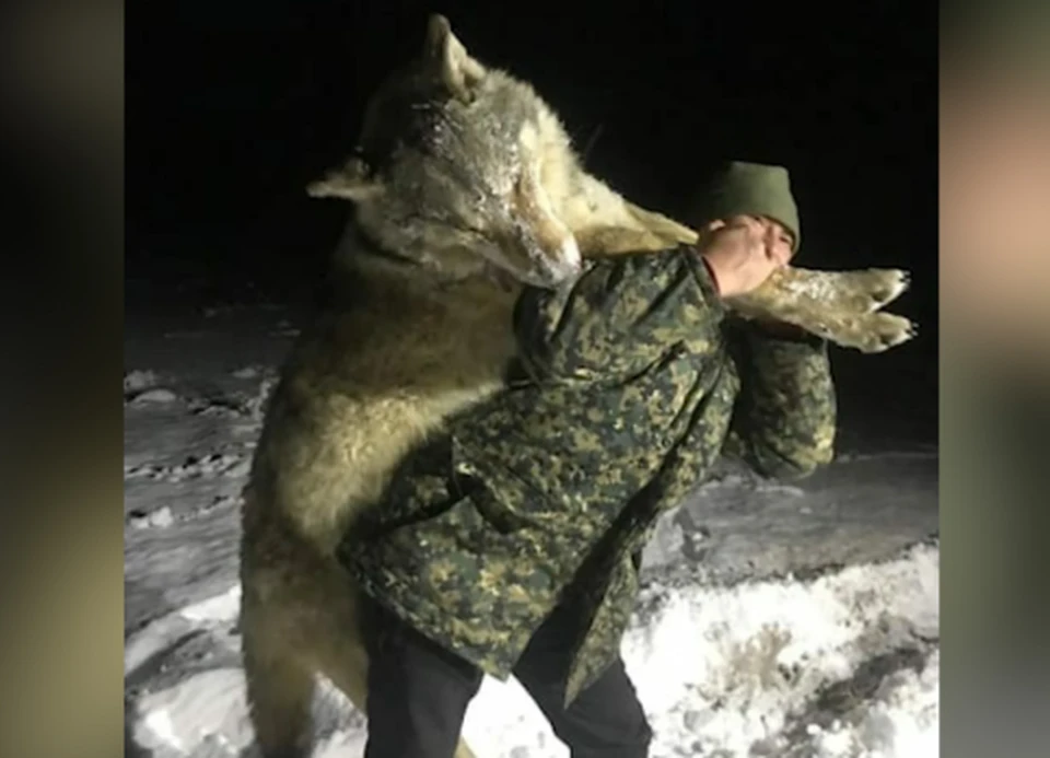 Сельчане отметили, что в последнее время волки повадились забегать в местные деревни, поэтому «приходится быть начеку»