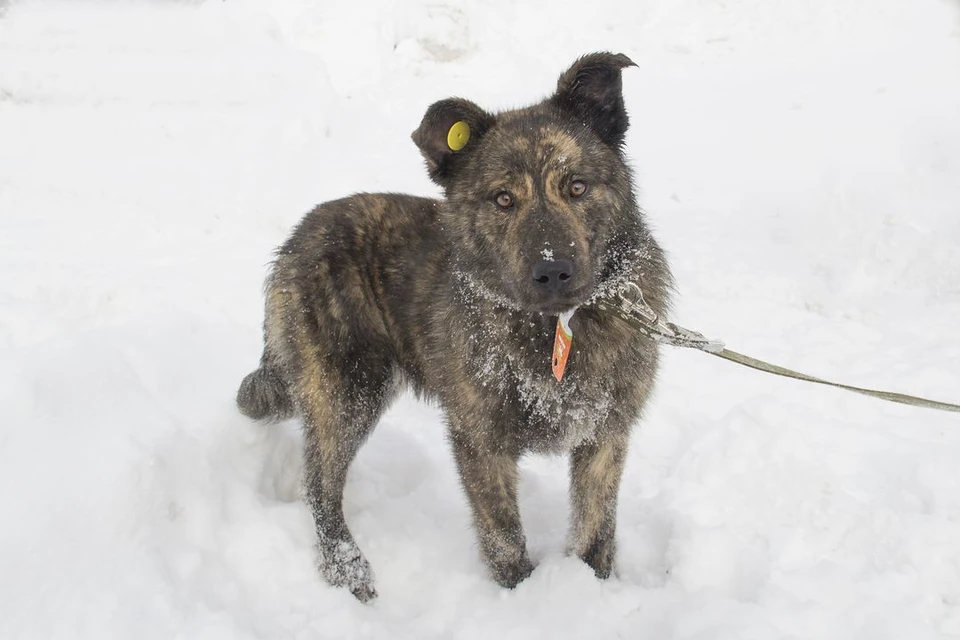 Добрым собакам крепят на уши бирки, а потом выпускают на улицу. Фото: Новосибирский центр по проблемам домашних животных.