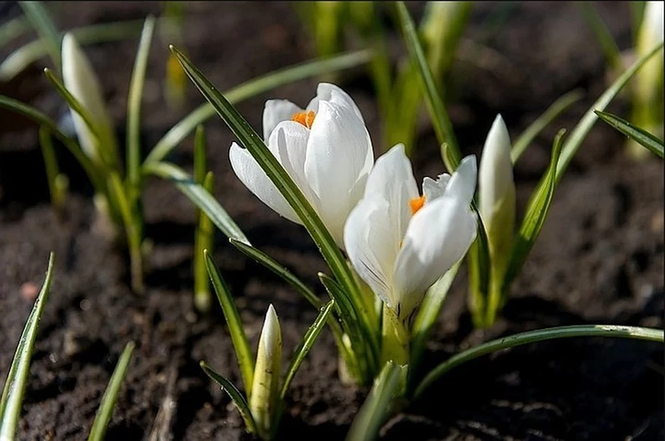Метеорологическая весна в России начнётся 25 марта