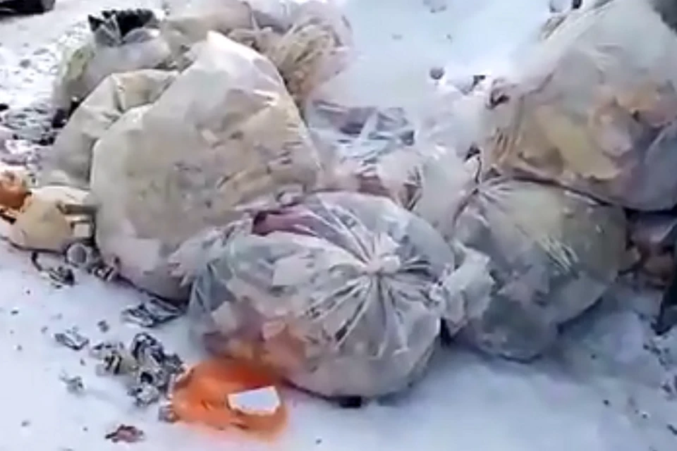 Неизвестные загрязнили контейнерную площадку в Сургуте опасной стекловатой. Фото скриншота видео «Югра-Экология».