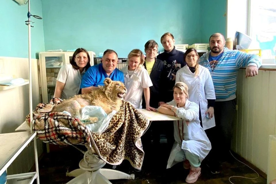 Сейчас здоровью Симбы ничего не угроржает. Фото: Кристина Высоцкая.