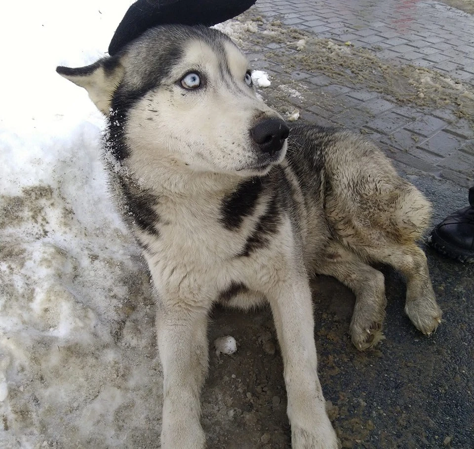 Фото: КИК «Антей»