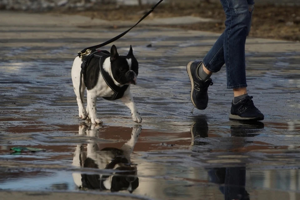 Можно ли выгуливать животных в Кемерове в период самоизоляции