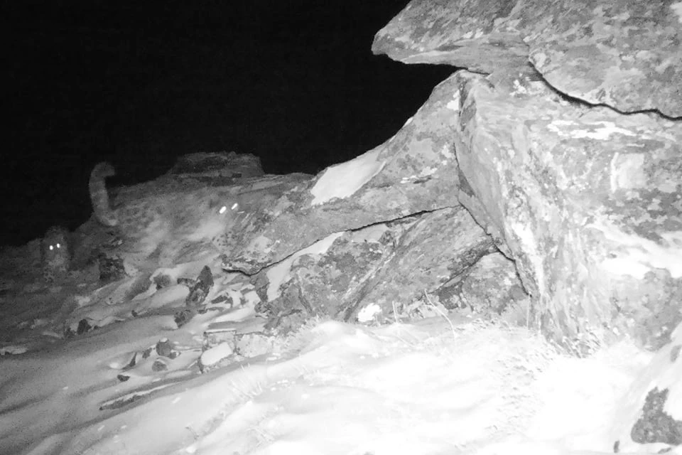 Самка снежного барса Гроза вернулась в Бурятию с котенком. Фото: Всемирный фонд дикой природы