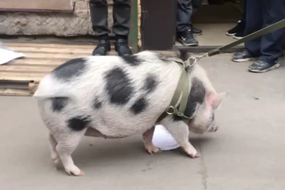 Петербуржцы сняли на видео свинью, гуляющую по центру Петербурга