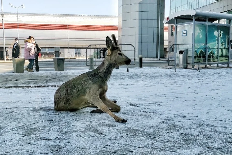 Животное кричало как ребенок. Фото: пресс-служба аэропорта Казани