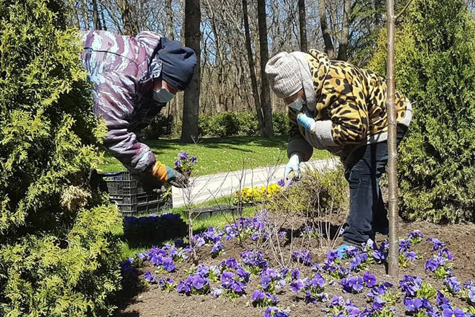 В Ессентуках начали высаживать цветы. Фото: пресс-служба администрации города.