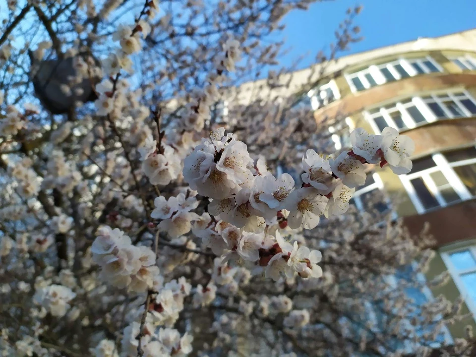 В Ставрополе запахло весной