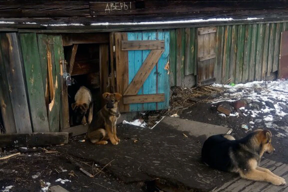 Запертых в подвале дома животных выпустили, несмотря на предупреждающую надпись на стене. Фото: Клавдия Есаян