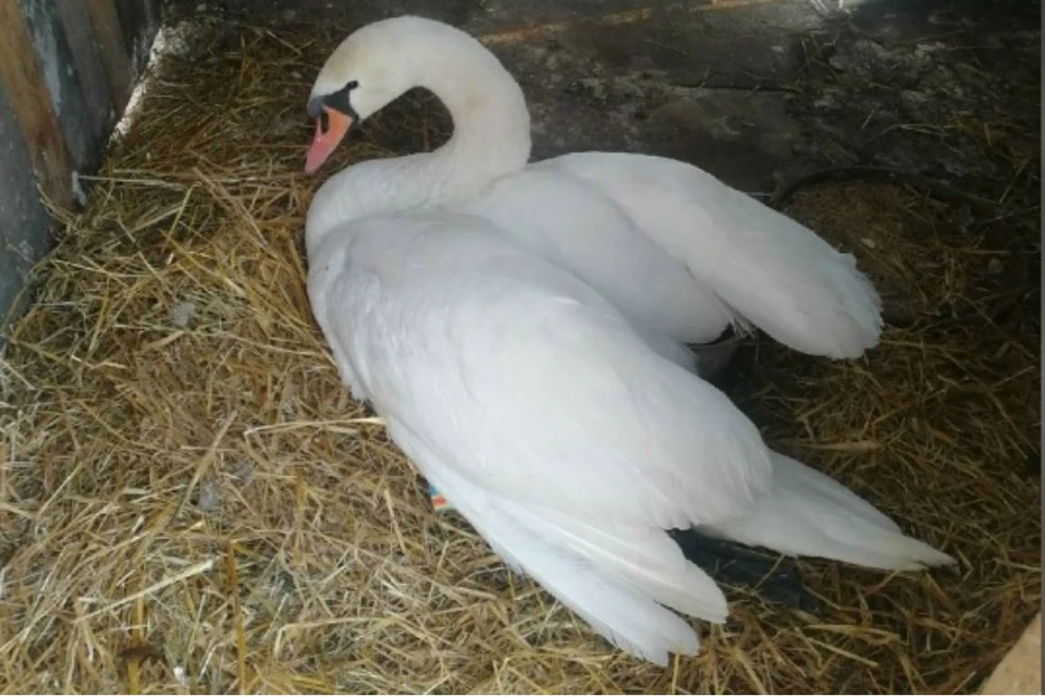 Птицу уже осмотрел ветврач и назначил предварительную терапию. Фото: vk.com/savebirds43