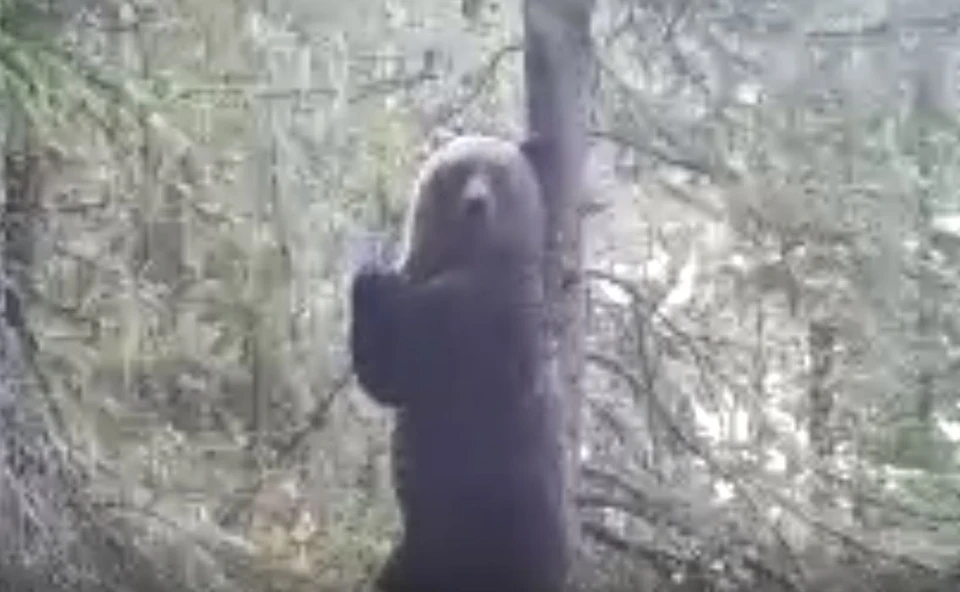 Фото - скрин с видео