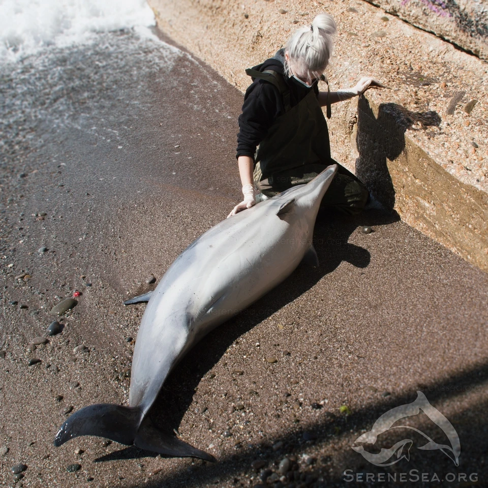 Этому дельфину уже нельзя помочь. Фото: Центр реабилитации дельфинов «Безмятежное Море»
