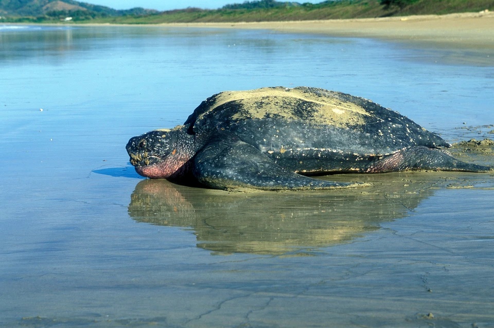 Возвращение черепах - это очень хороший знак, потому что многие места, где они размножались раньше, фактически были уничтожены человеком. Фото: Фото: shutterstock.com.