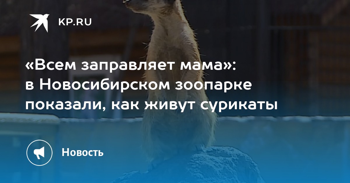 «Всем заправляет мама»: в Новосибирском зоопарке показали, как живут