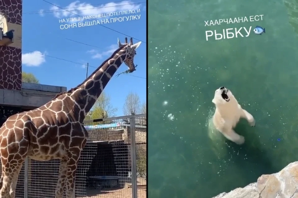 Ленинградский зоопарк проект