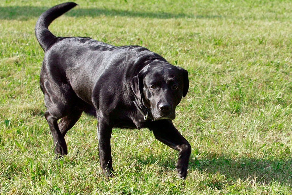 Одна из самых знаменитых собак породы лабрадор - Кони Владимира Путина