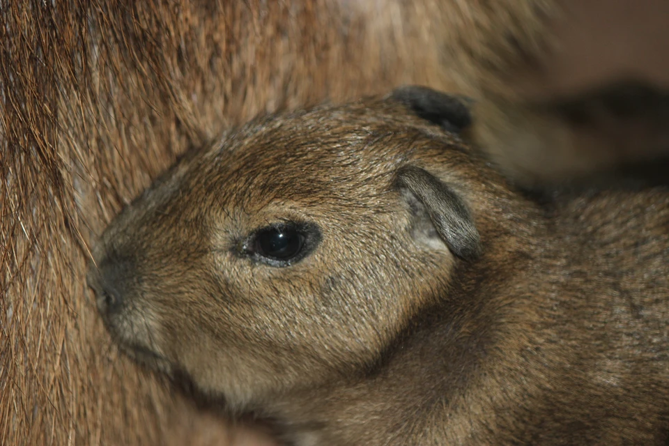 Малыш капибары родился в нижегородском зоопарке «Лимпопо».