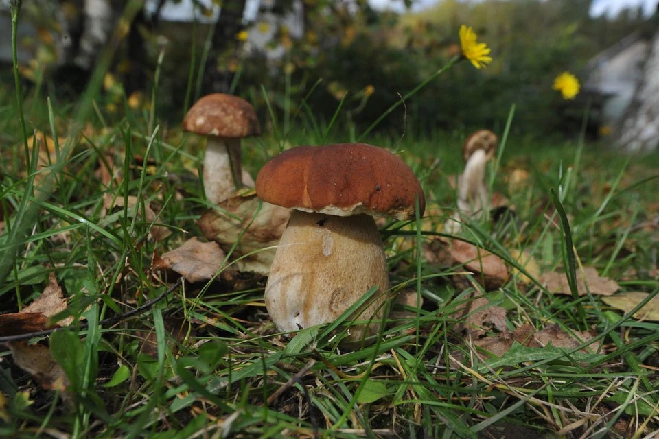 Съедобные грибы Сибири: описание с фото