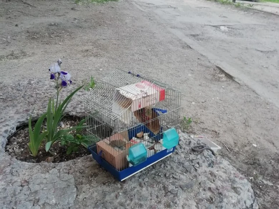 Крысу выбросили на улицу Мира в Саратове. Фото соцсетей