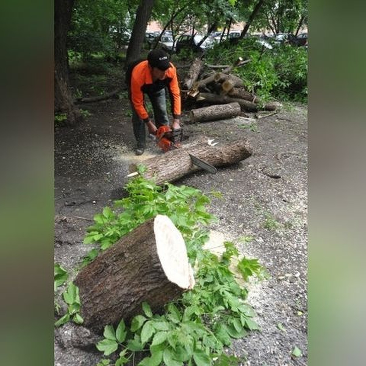 Как спилить дерево во дворе в Новосибирске: рассказываем, куда обратиться  жильцам - KP.RU