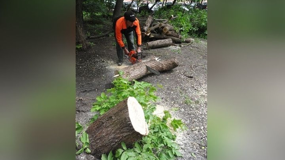 Как спилить дерево во дворе в Новосибирске: рассказываем, куда обратиться  жильцам - KP.RU