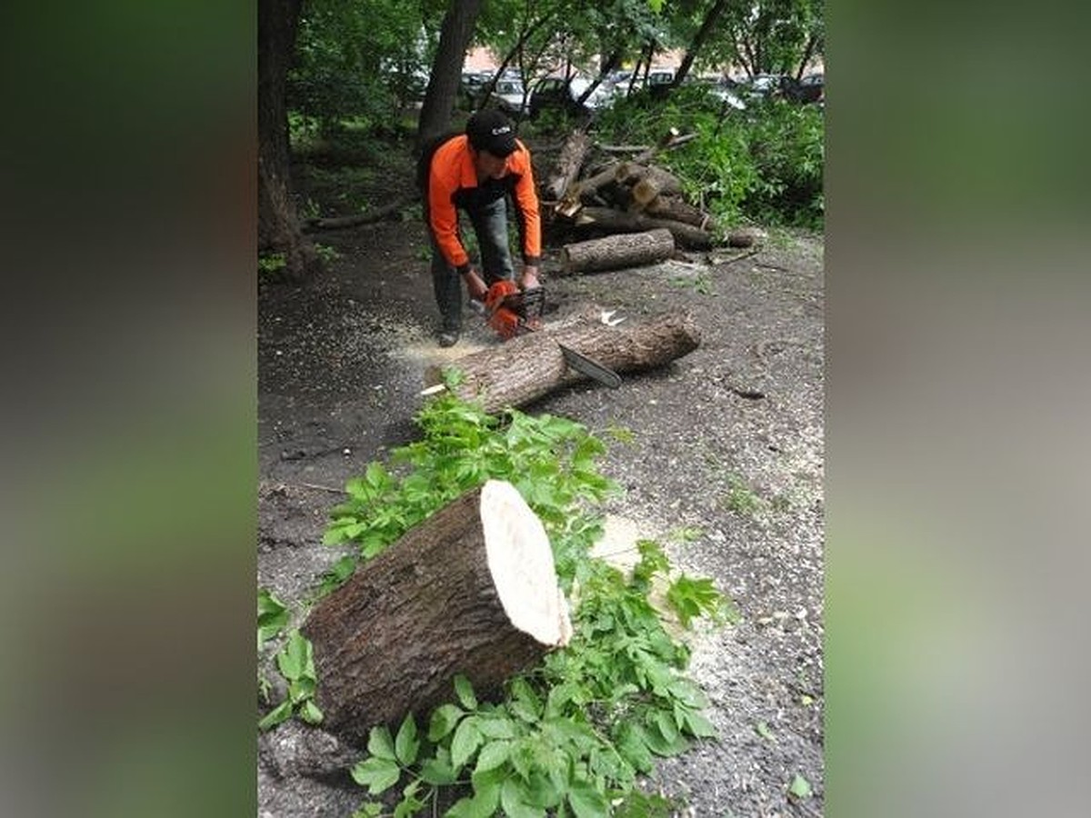 Как спилить дерево во дворе в Новосибирске: рассказываем, куда обратиться  жильцам - KP.RU