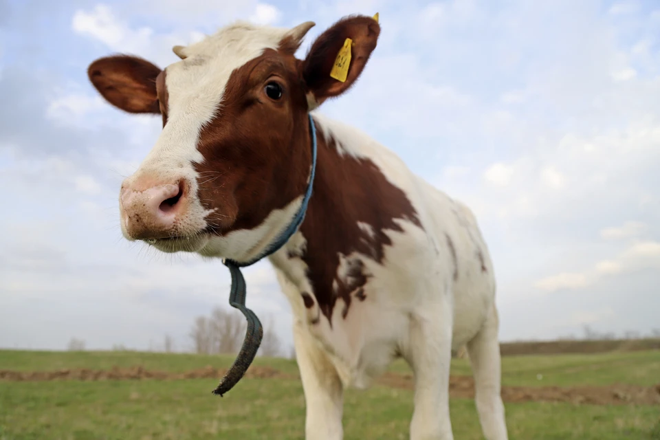 В ЕАО коров, питающихся на помойках, отведут на арестплощадку