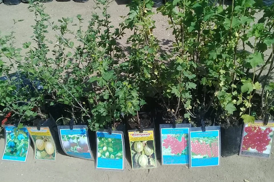 В Кувшиново торговали саженцами без документов Фото: Управление Россельхознадзра по Тверской области
