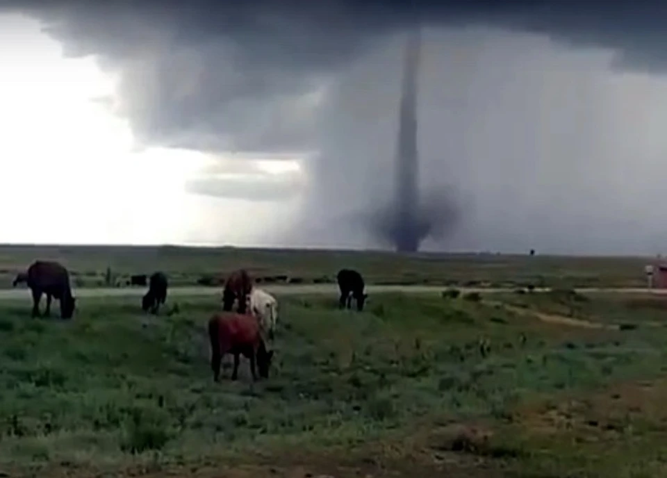 Животные не замечают надвигающуюся бурю. Фото: кадр из видео.