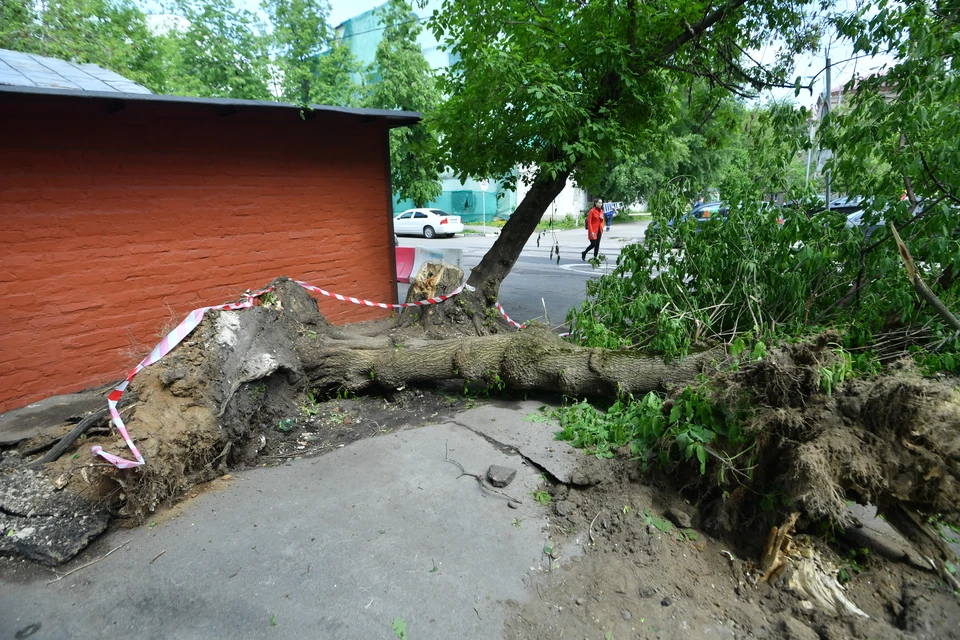 В республике ветром было повреждено 14 деревьев в Зеленодольском, Высокогорском и Альметьевском районах, а также в Казани и Чистополе.