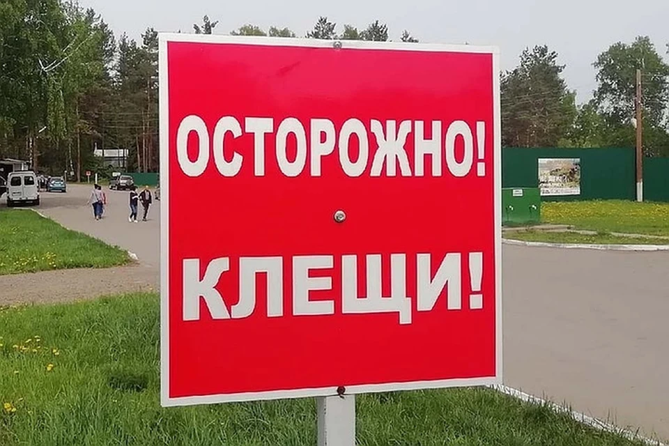 За прошедшую неделю от клещей пострадало 323 жителя Алтайского края.