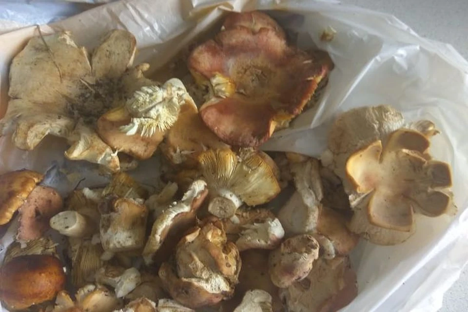 Сибирячка нашла странные грибы под березой. Фото: Елена