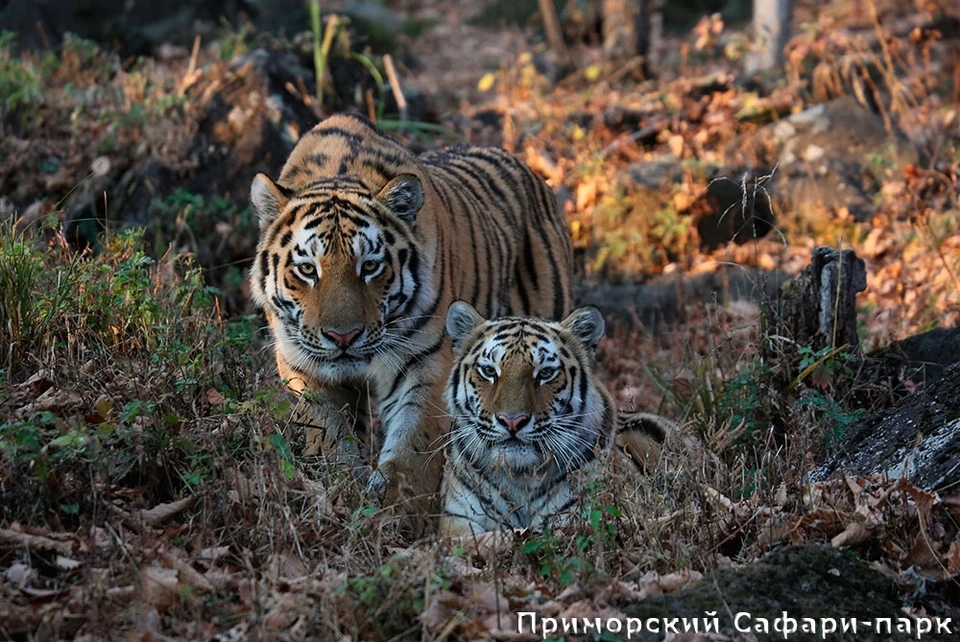 Тигр Амур и тигрица Тайга. Фото: сайт Приморского сафари-парка