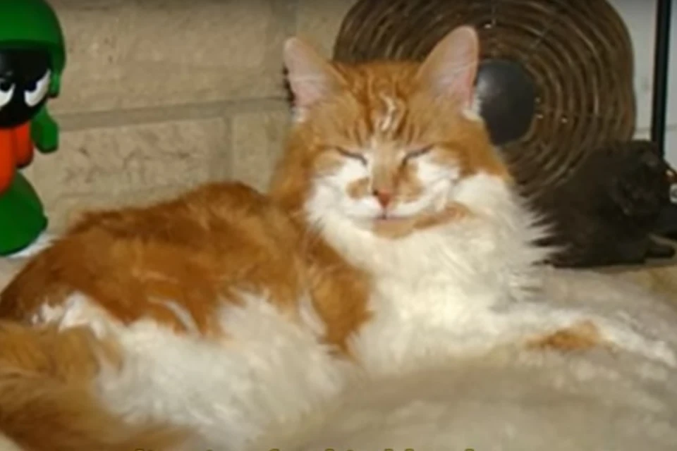 Умер самый старый кот в мире - мейн-куну Рабблу был 31 год - KP.RU