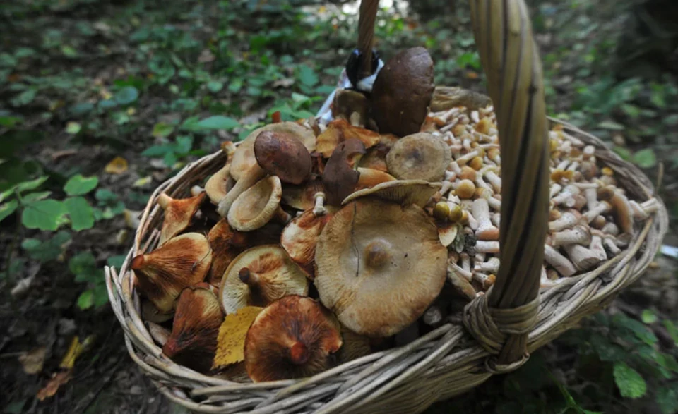 Доктор Мясников рассказал об опасности лесных грибов