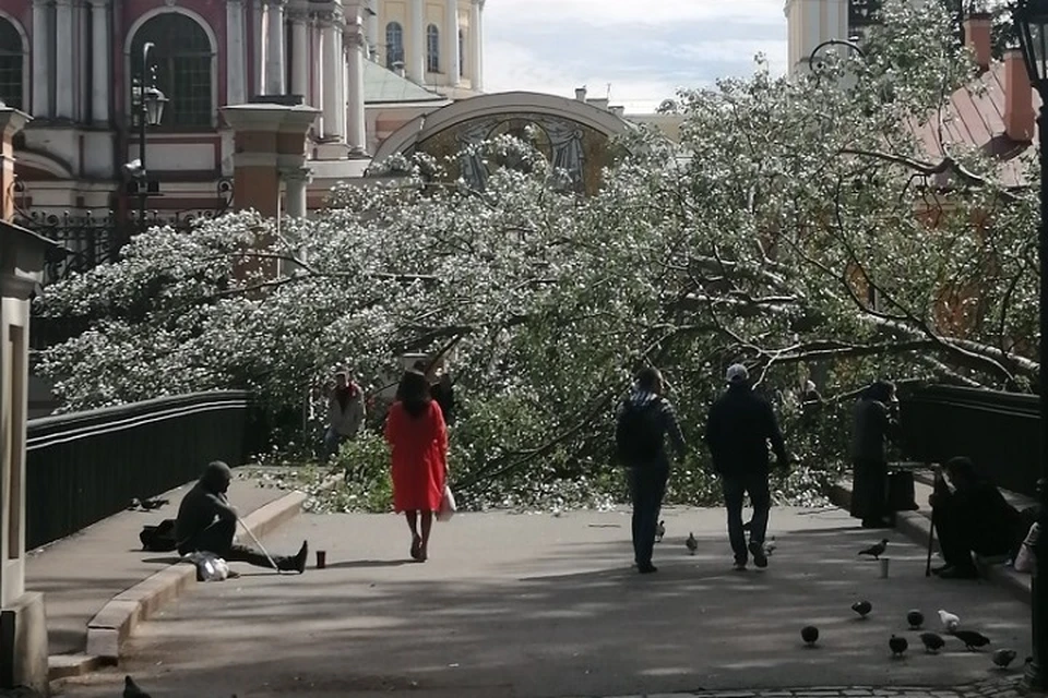 В Александро-Невской лавре упало дерево. Фото: vk.com/spb_today