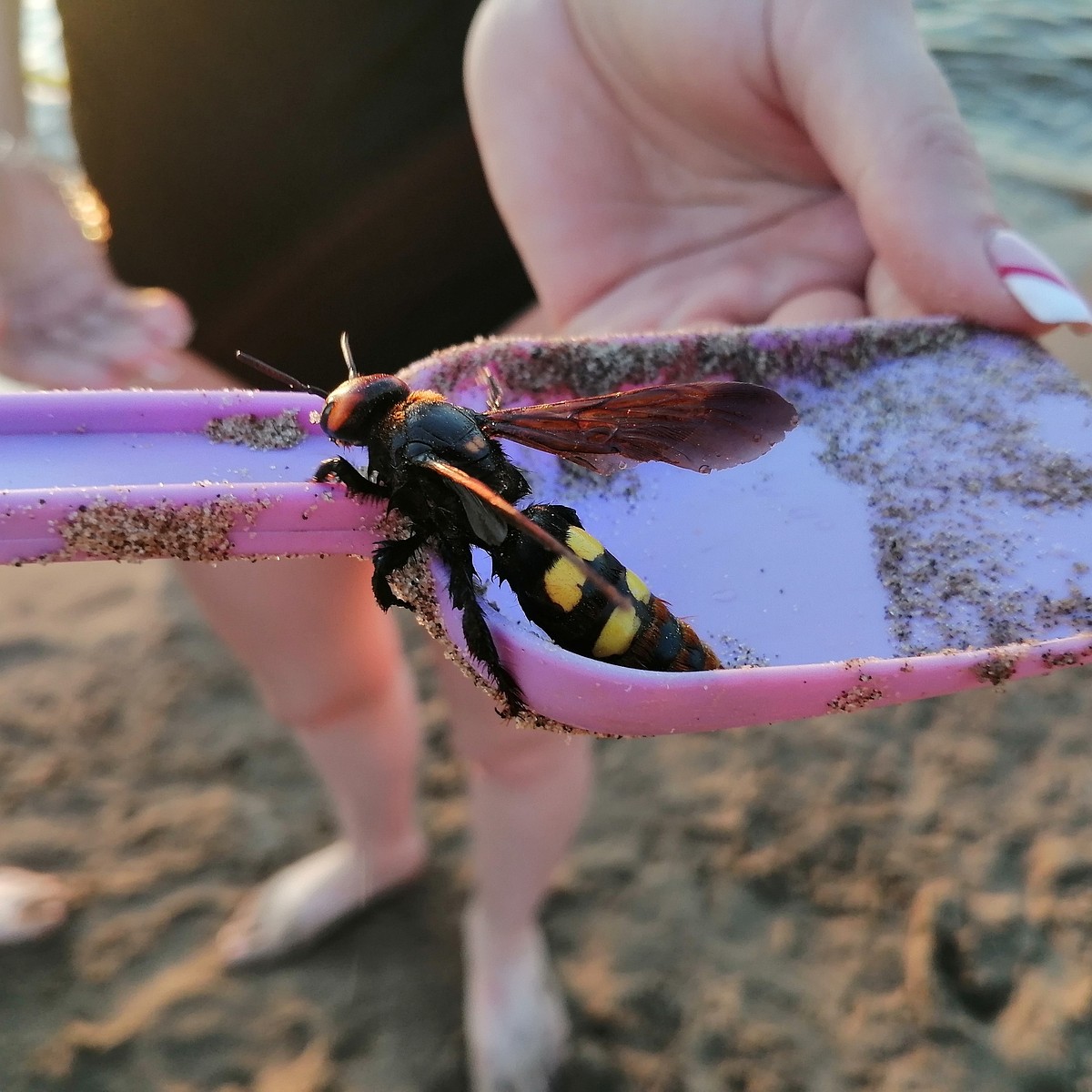 Самарцы нашли на пляже гигантскую осу-сколию, которая водится лишь на юге -  KP.RU