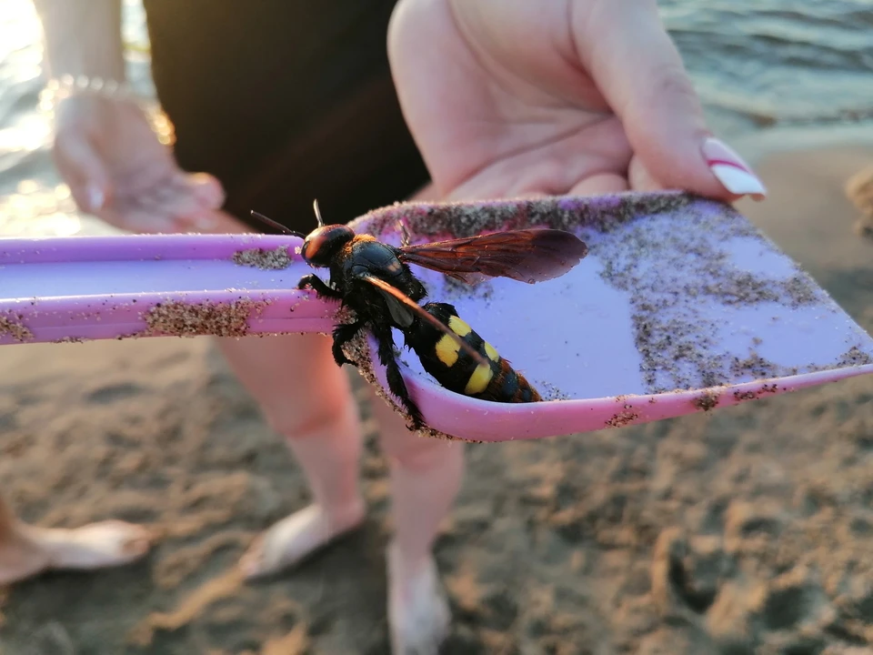 Насекомое спасли из воды