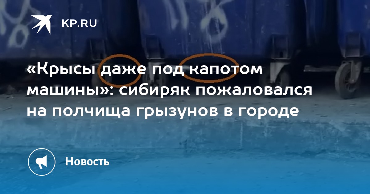 Крысы под капотом