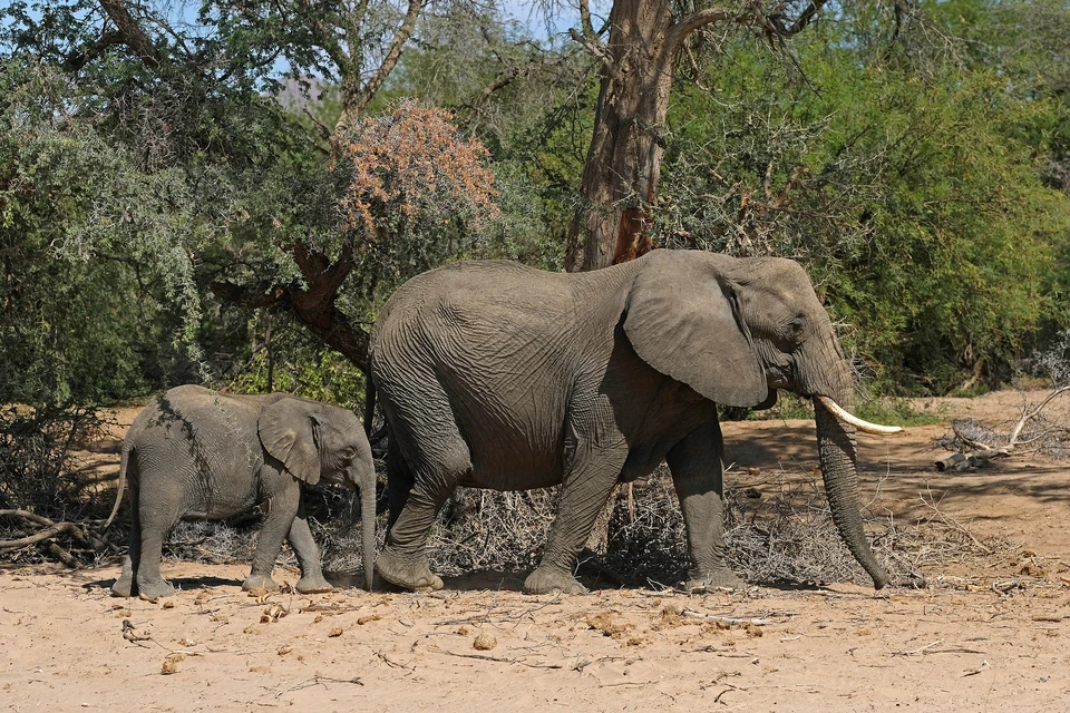 Специалисты уже собрали анализ с мертвых слонов и изучают причину их массовой гибели