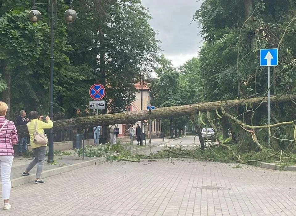 Упавшая лиственница в центре Светлогорска