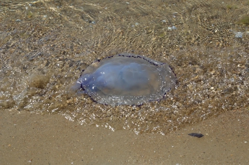 Увеличение численности медуз значит нарушение экологического равновесия.