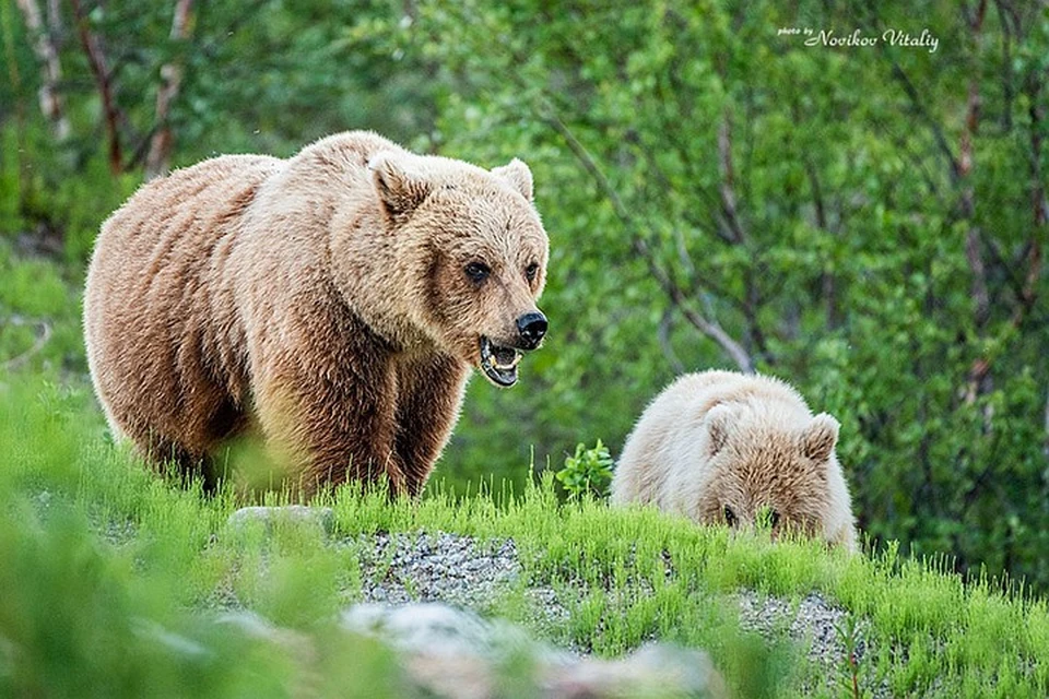 Медведица и ее малыш не отреагировали на фотоохотника. Фото: Виталий Новиков