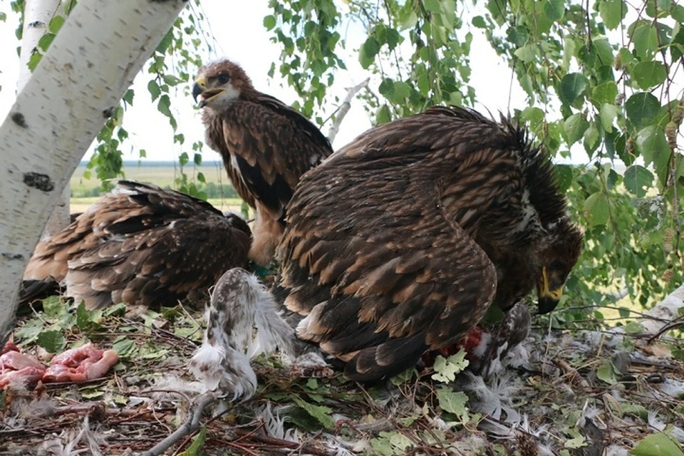 Трех орлят "подбросили" в три других гнезда. Фото Национального парка "Нижняя Кама"