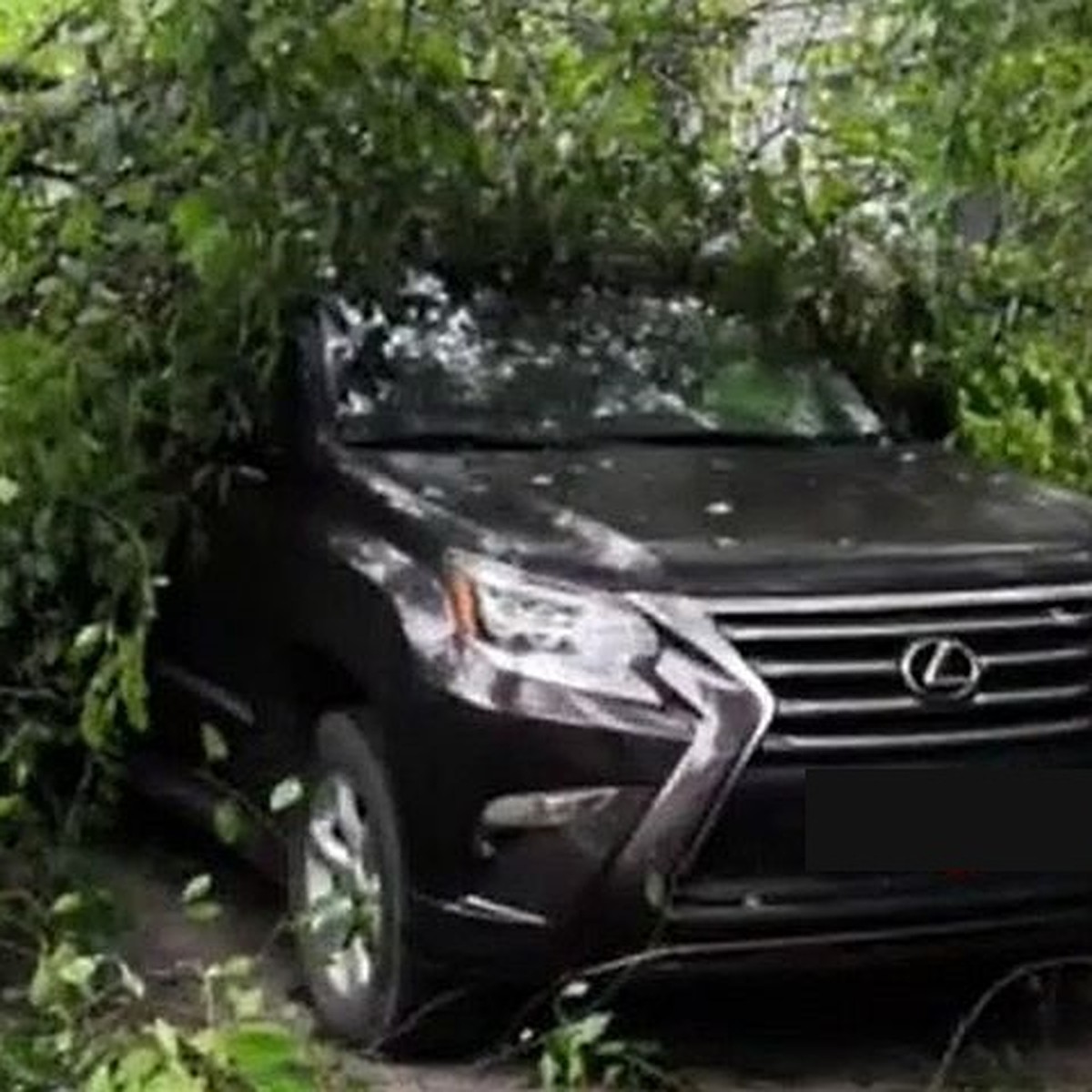 Упало прямо на новенький Lexus»: во Владивостоке шквальный ветер валит  деревья - KP.RU