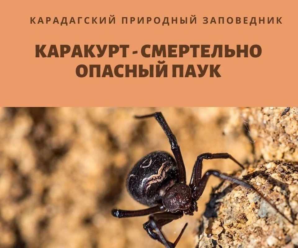 Где в Крыму обитает каракурт - самый ядовитый паук - KP.RU