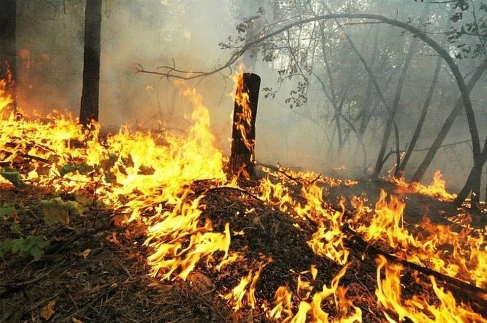 Самарцам до конца этой недели запретили ходить в лес