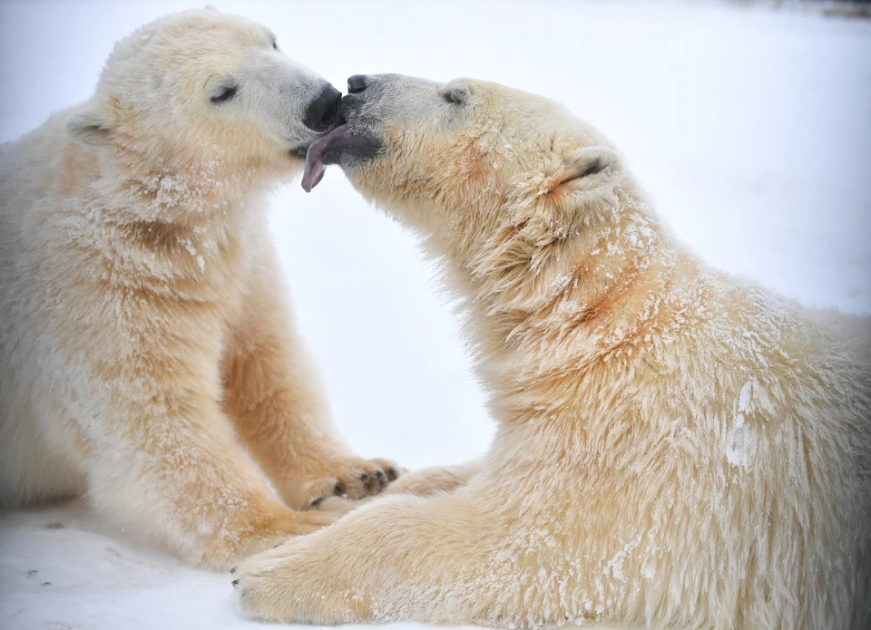 Популяция белых медведей может исчезнуть к концу века