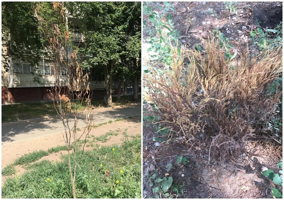 В Челябинске засохло 249 растений, высаженных в пришлом году. Фото: пресс-служба прокуратуры Челябинской области