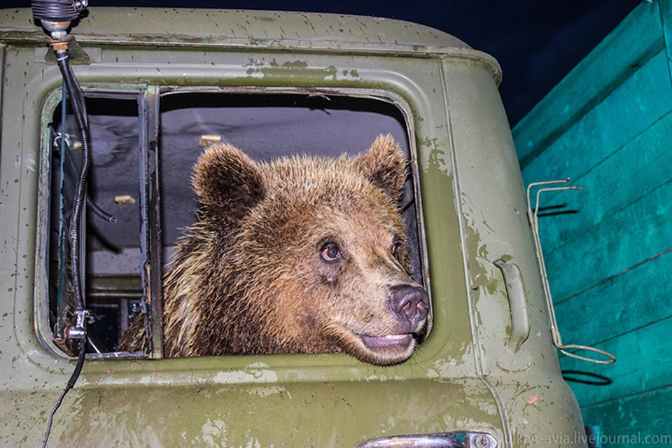 Авиамедведь Мансур не только на самолетах летать умеет Фото: vk.com/"Авиамедведь Мансур"